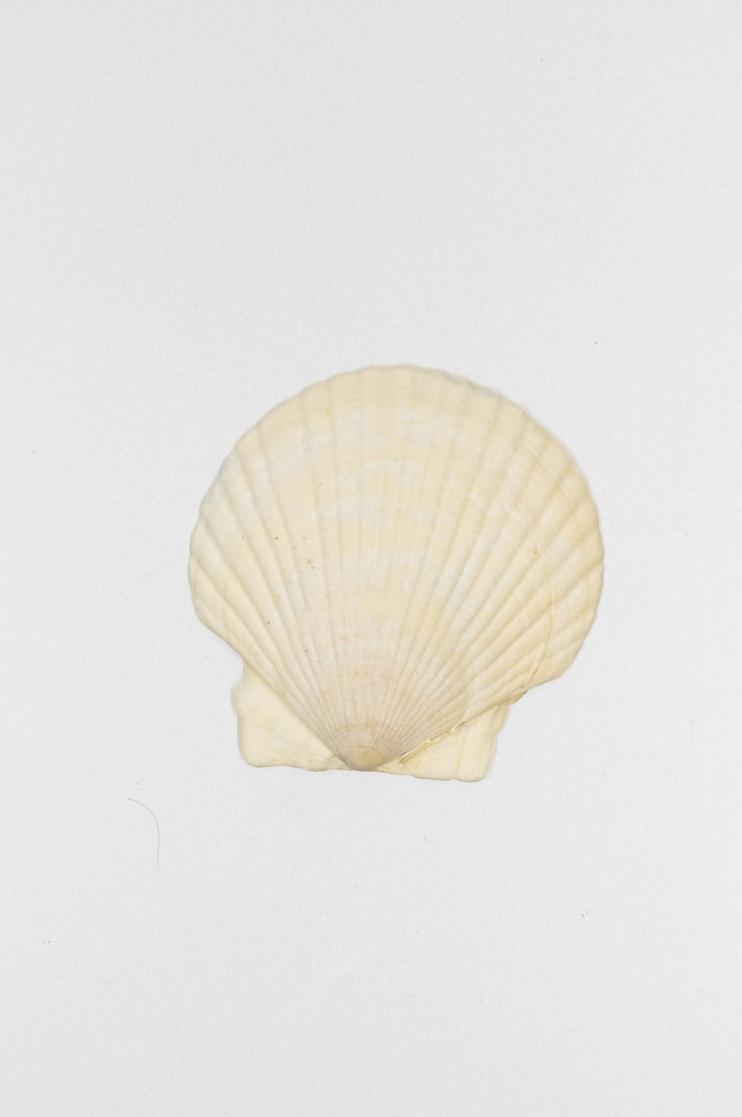 Naturally Harvested Sea Shell