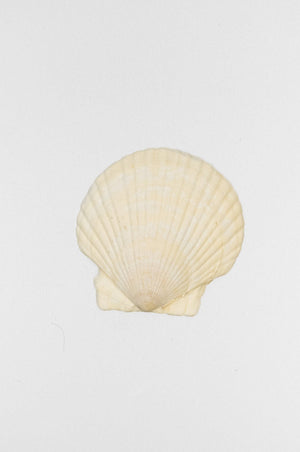 Naturally Harvested Sea Shell