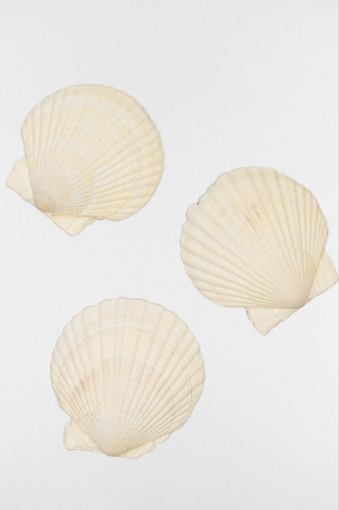 Naturally Harvested Sea Shell