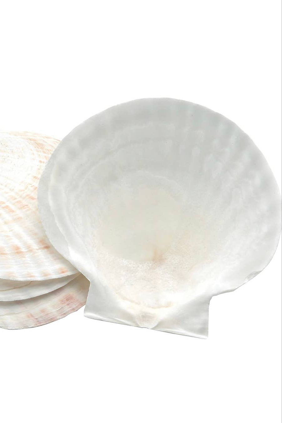 Naturally Harvested Sea Shell